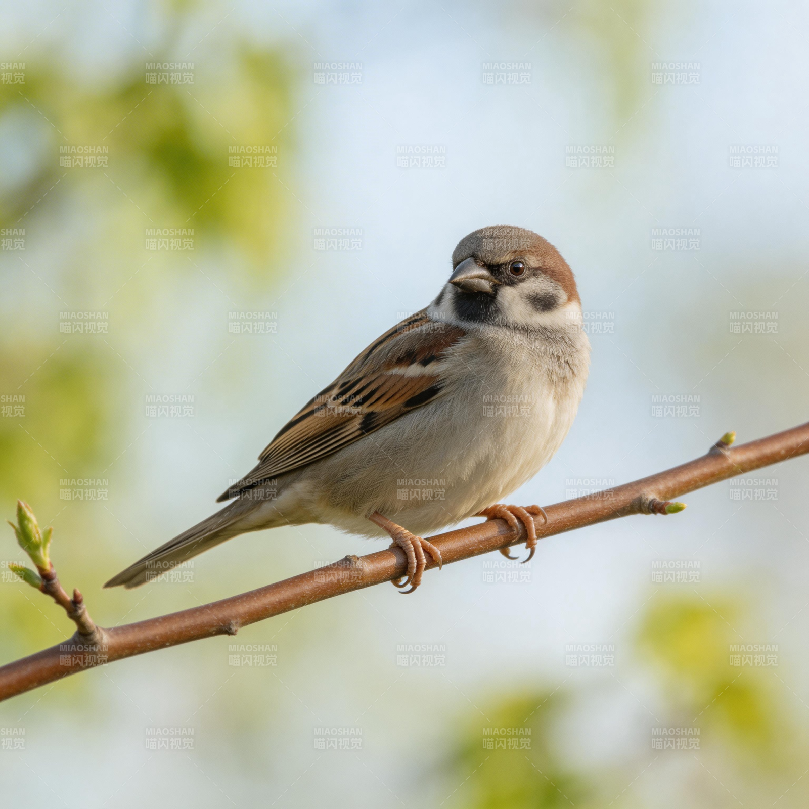 麻雀栖枝头图片