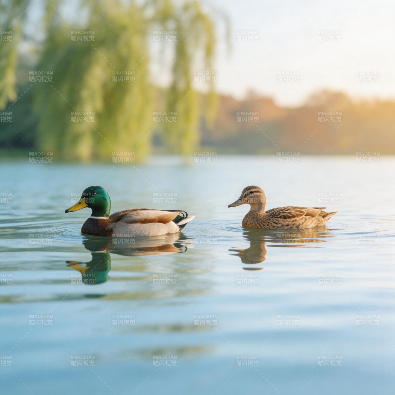 湖上双鸭悠然游图片