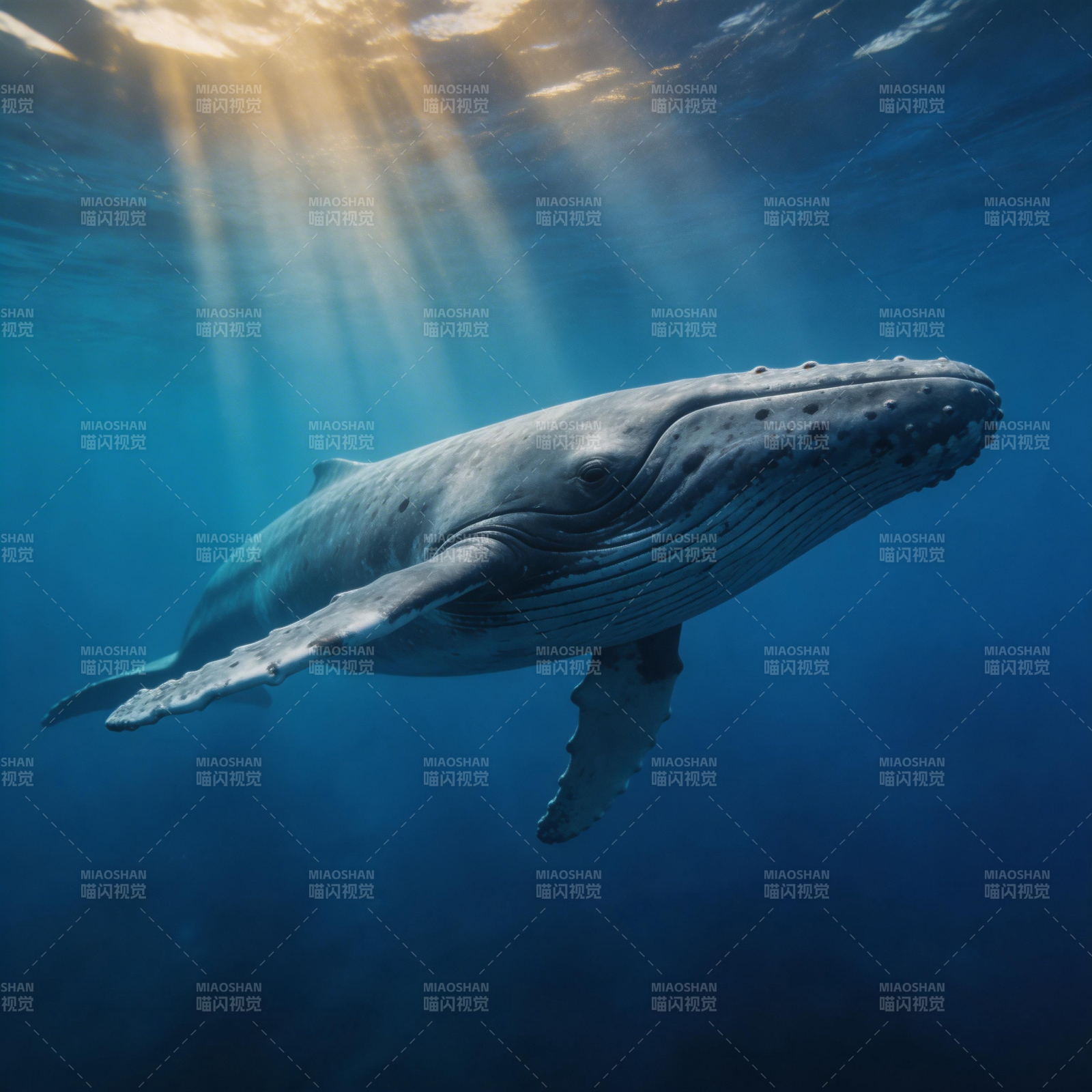 鲸鱼在深海游弋图片