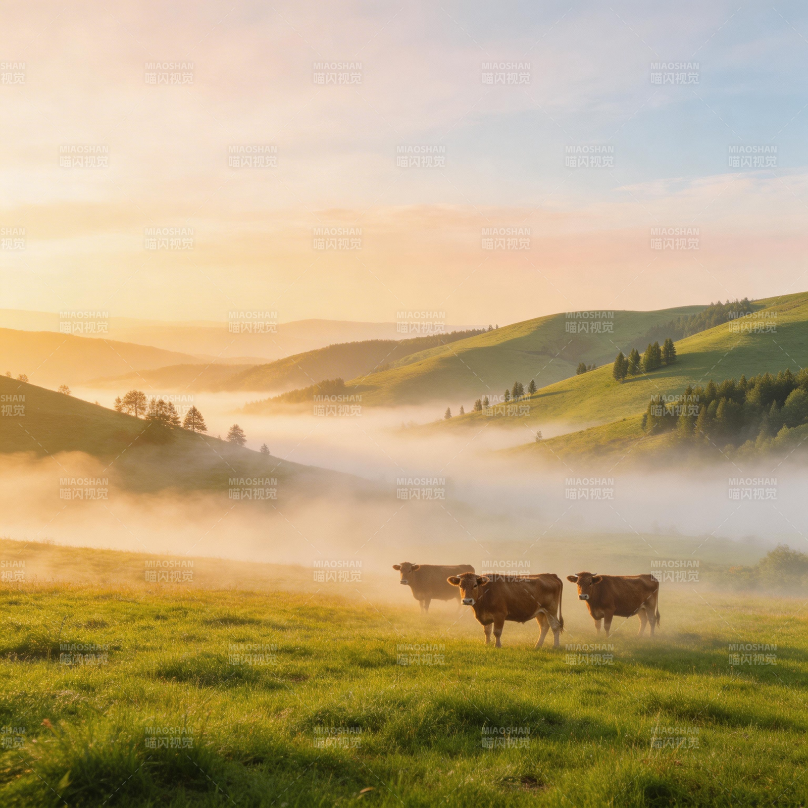 晨雾牧牛图图片