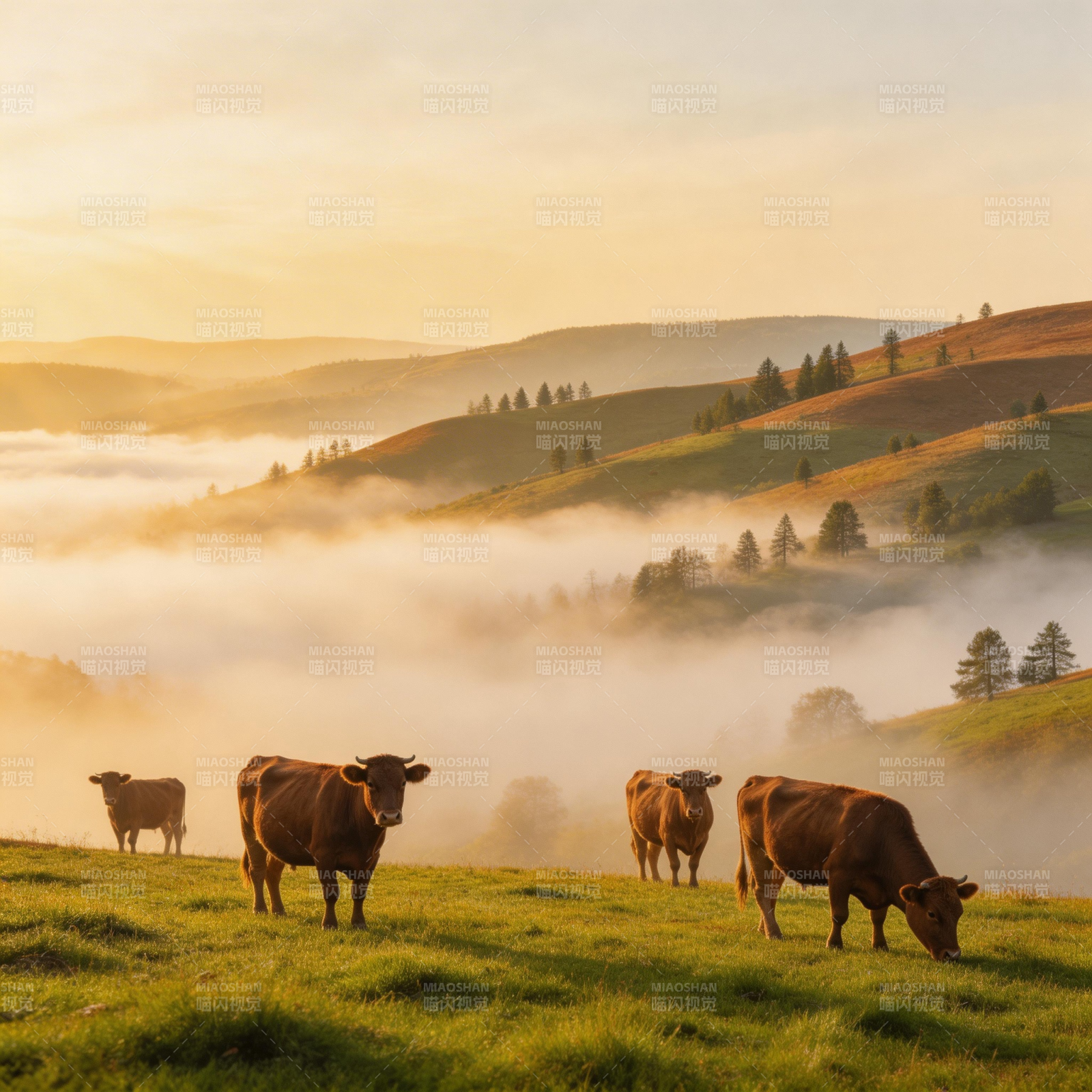 晨雾牧牛图图片