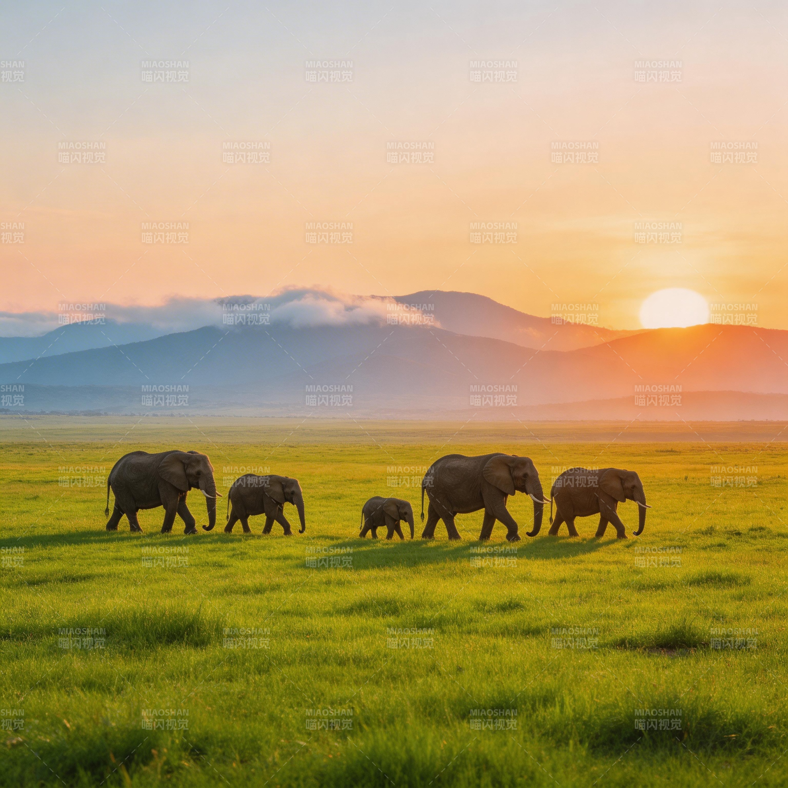 草原日落象群行图片