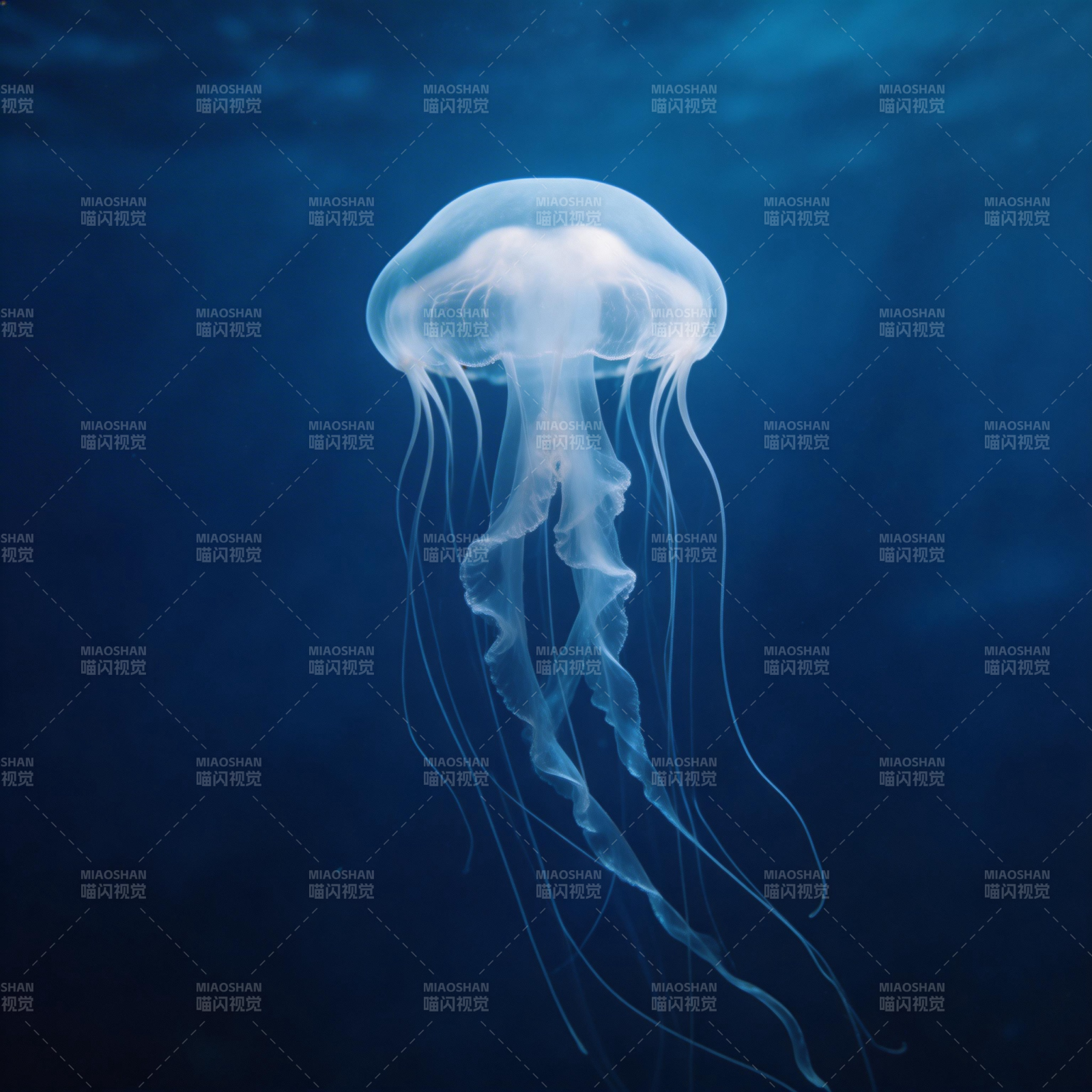 深海水母飘逸图片