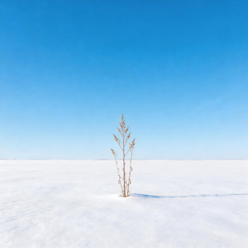 雪原孤草图片