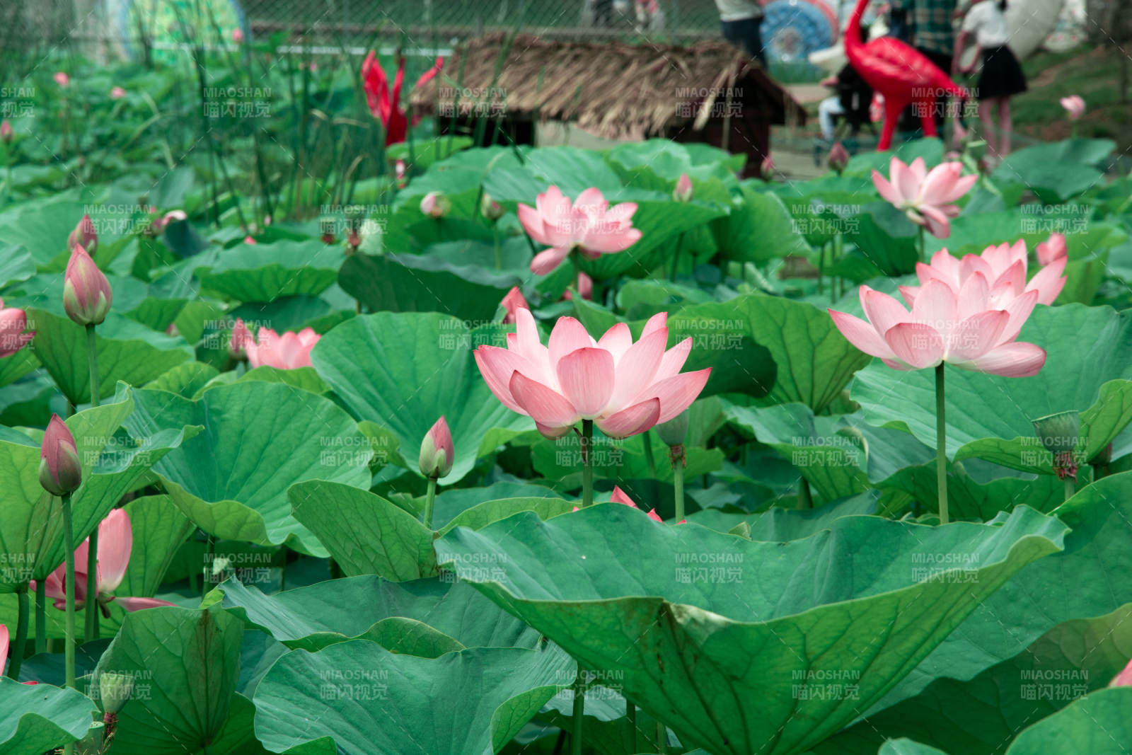 荷花盛开 绿叶映衬图片