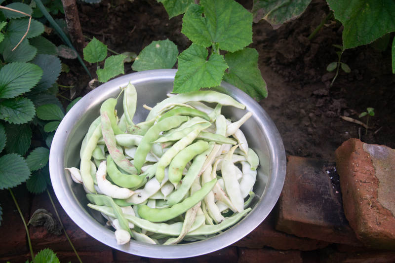 新鲜刀豆收获中图片