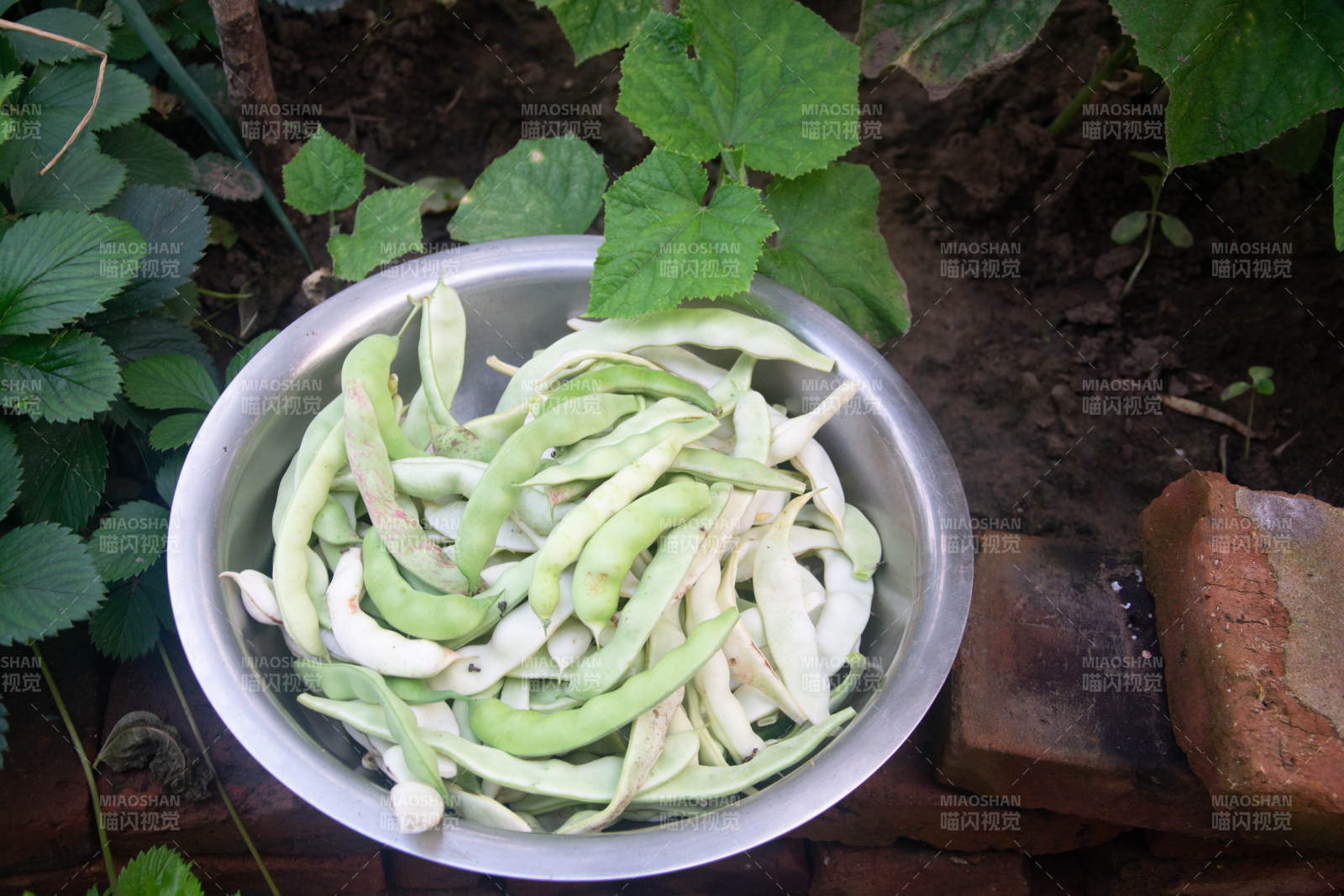 新鲜刀豆收获中图片