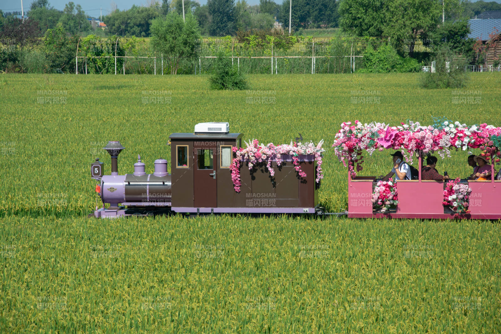 花车穿行稻田间图片