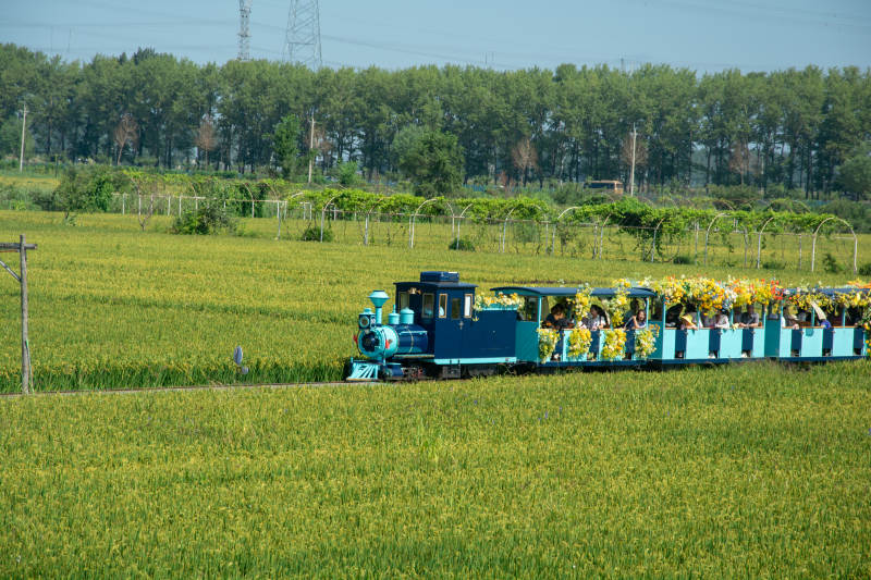 田园观光小火车图片