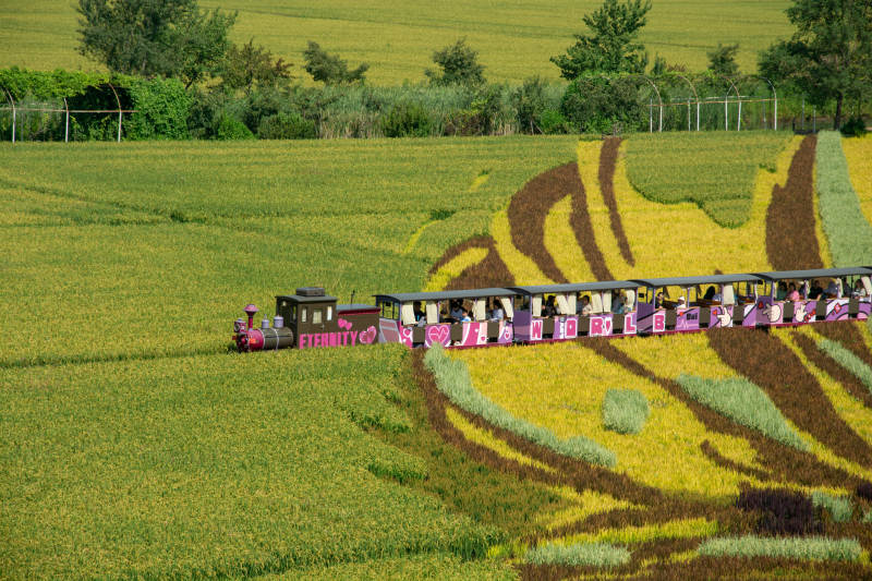 秋天稻田彩绘火车游图片