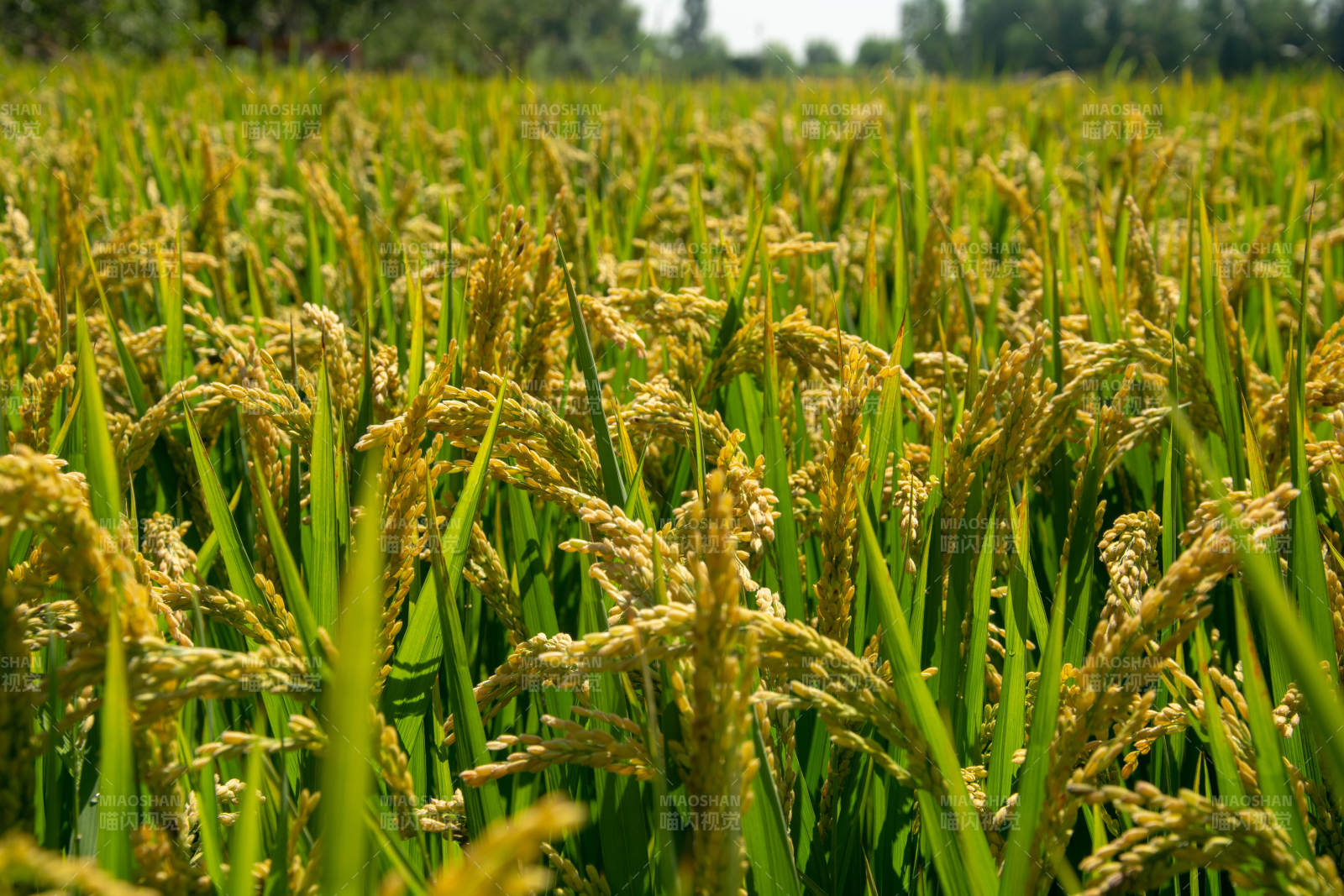 金黄稻田丰收景象图片