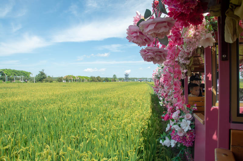花车驶过金黄麦田图片