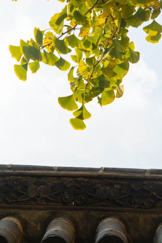 银杏叶映古檐图片