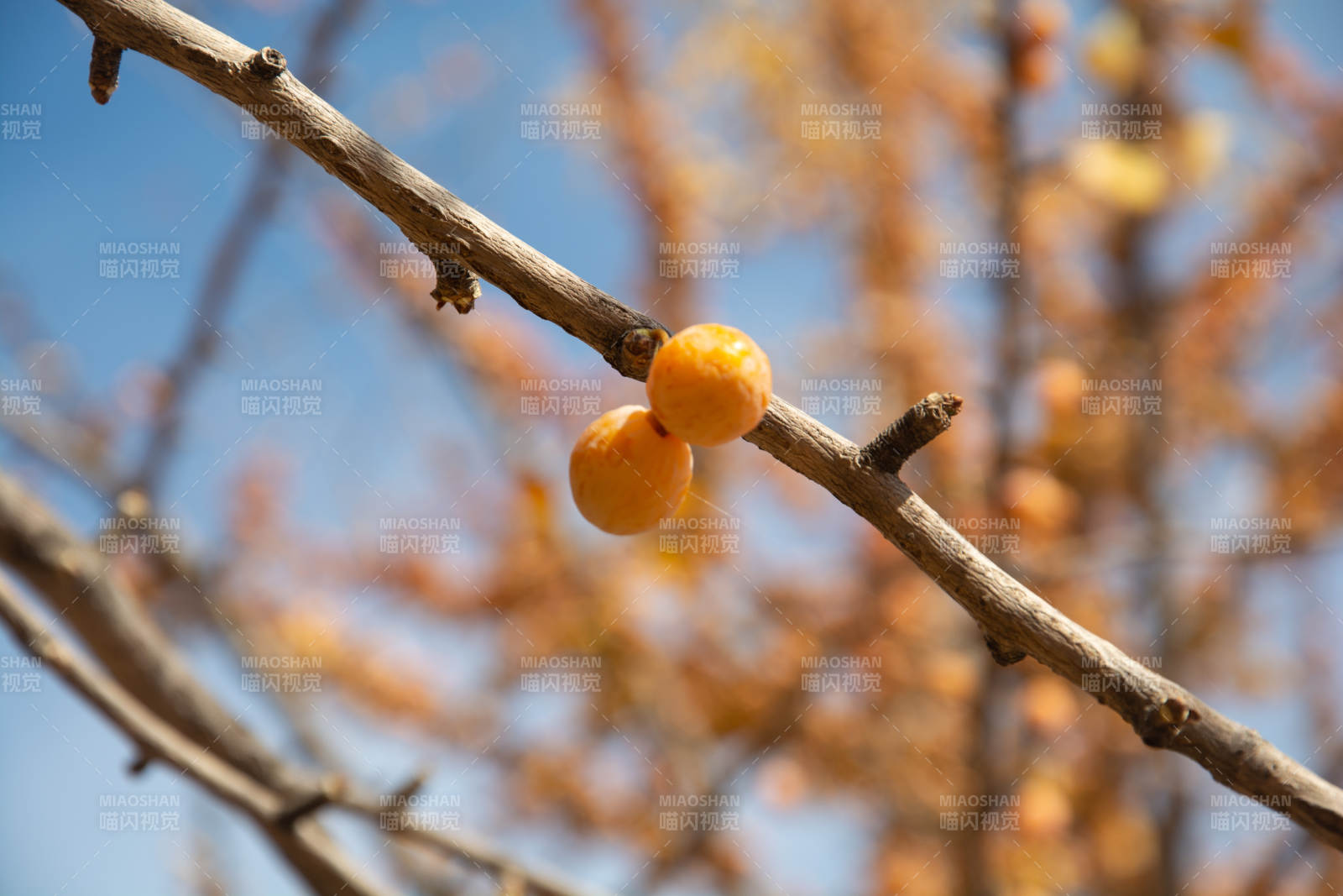 枝头橙果映蓝天图片