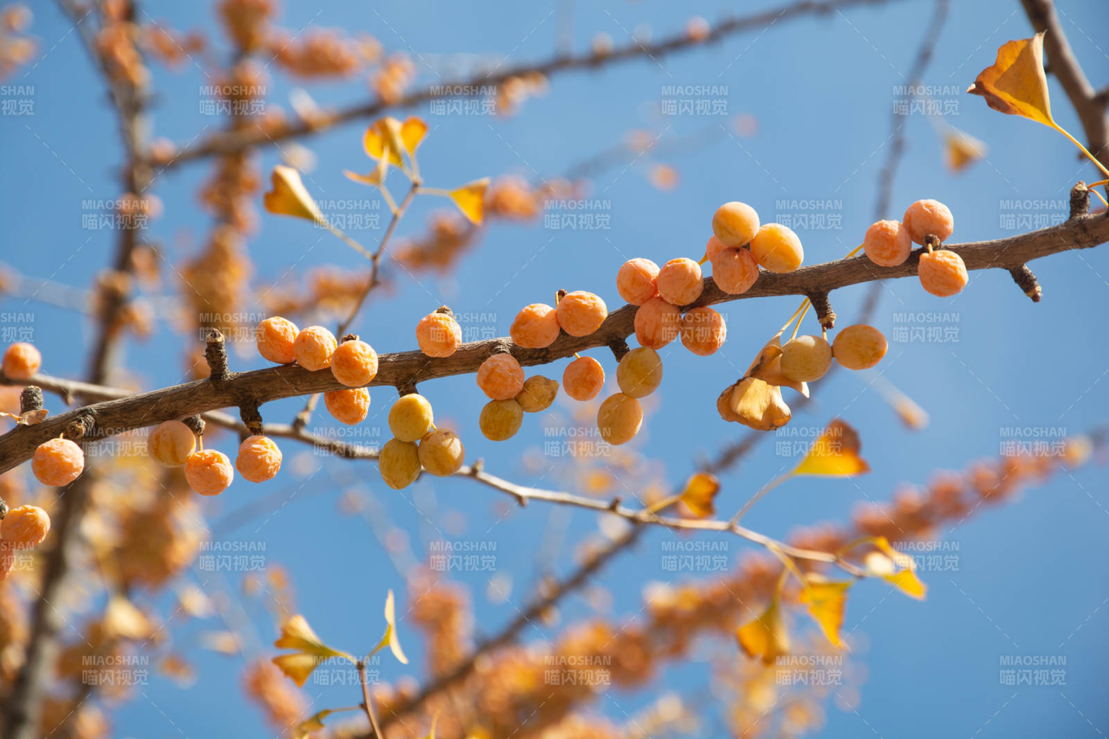 秋日枝头橙果累累图片