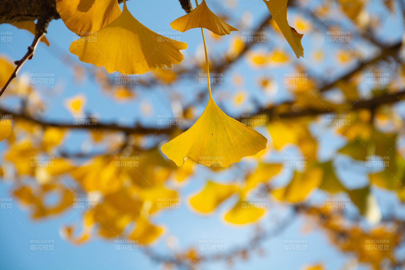 秋日银杏叶图片