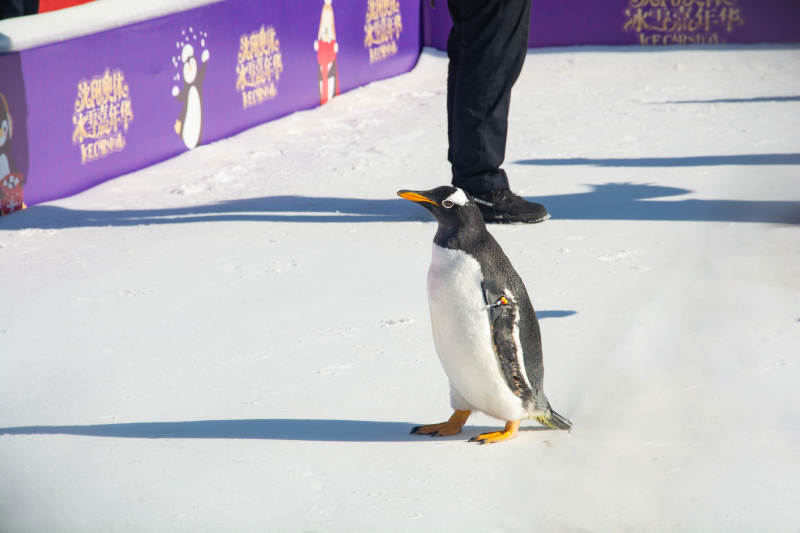 企鹅雪地行走图片