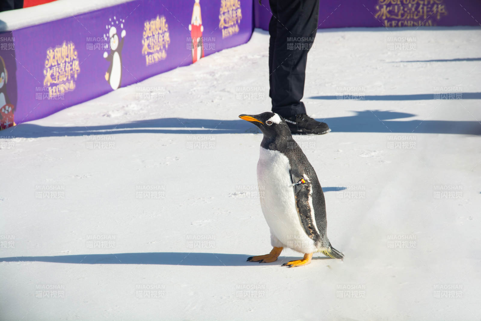 企鹅雪地行走图片