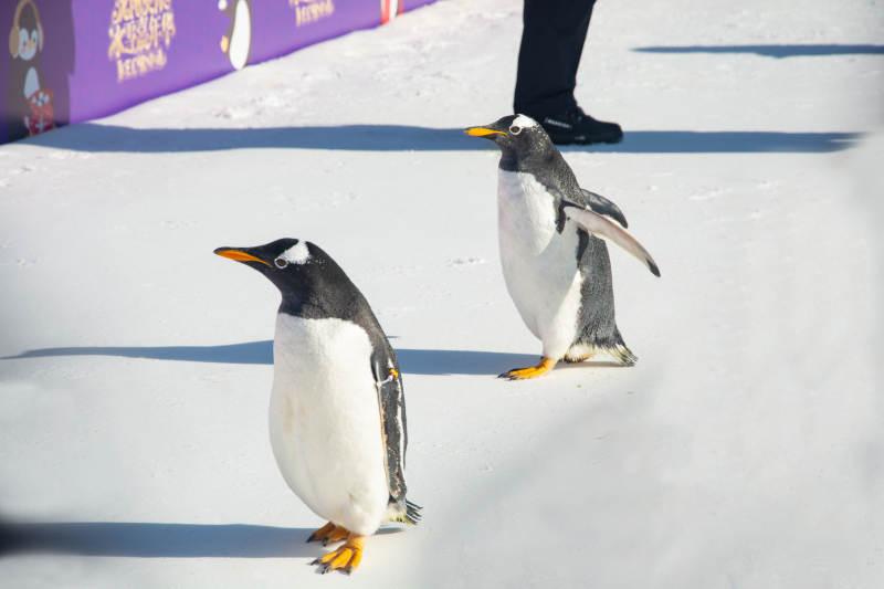 企鹅雪地漫步图片