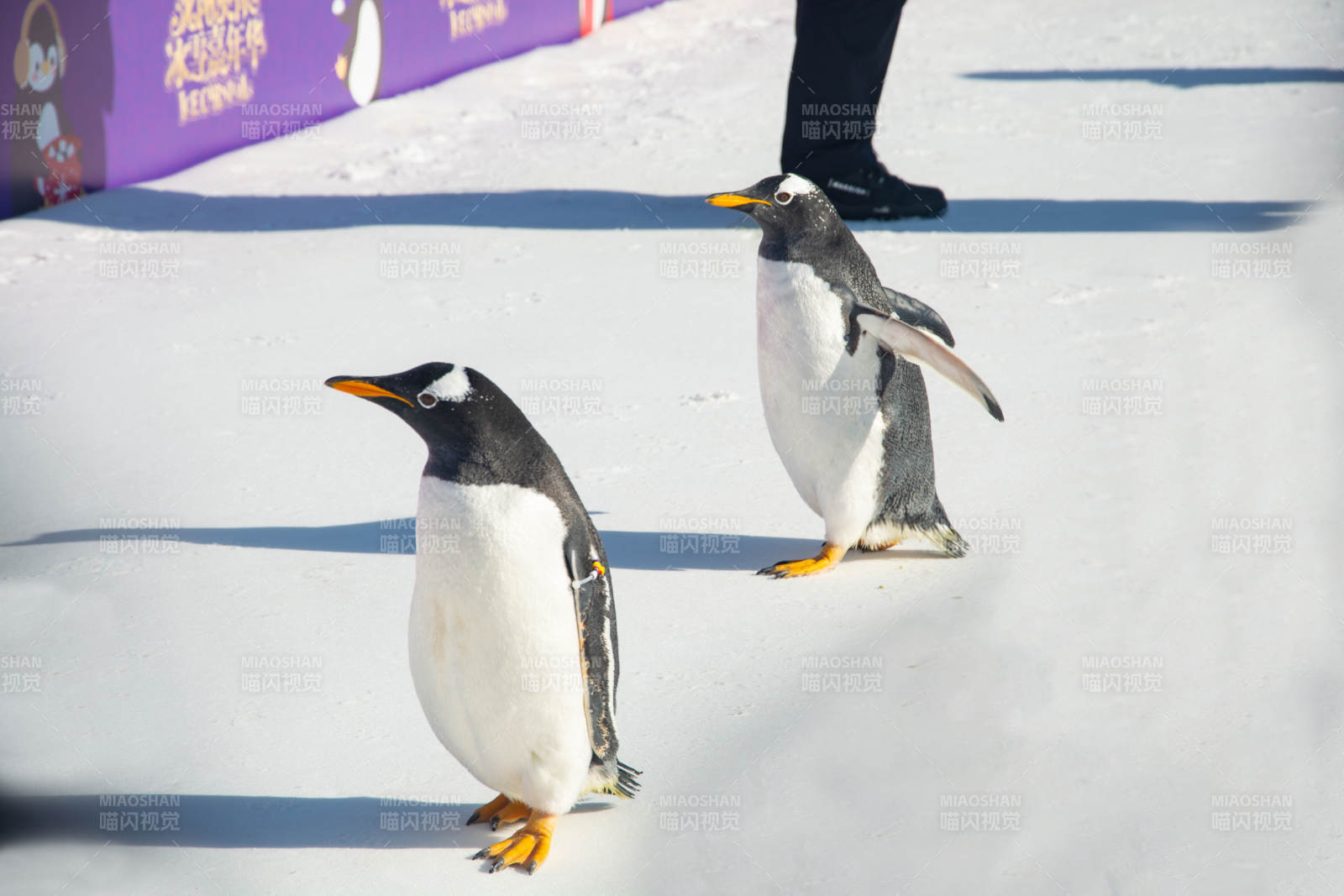 企鹅雪地漫步图片