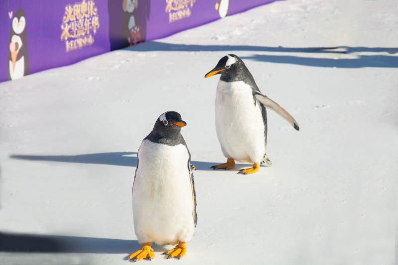 企鹅雪地漫步图片