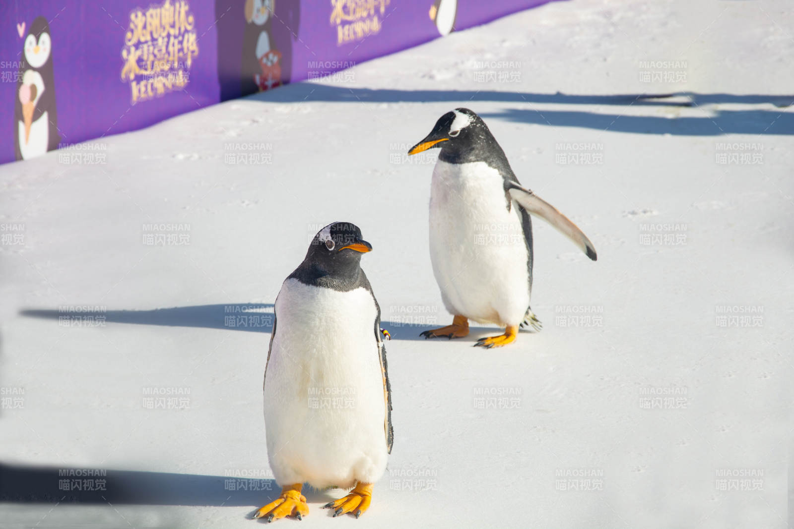 企鹅雪地漫步图片