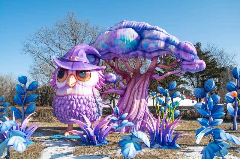 梦幻紫 owl 乐园图片