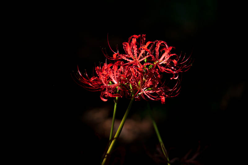 彼岸花绽放图片