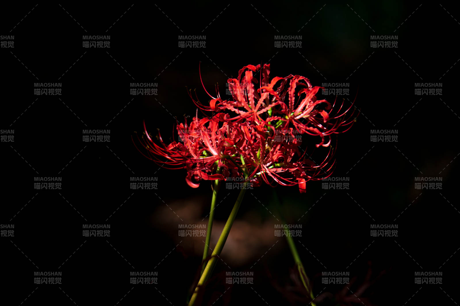 彼岸花绽放图片