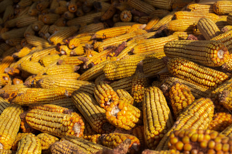 金黄玉米堆满地图片