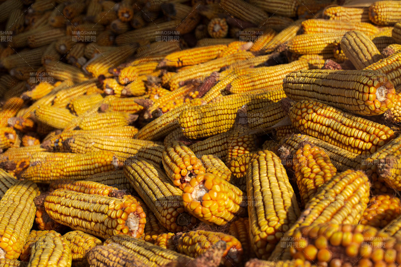 金黄玉米堆满地图片