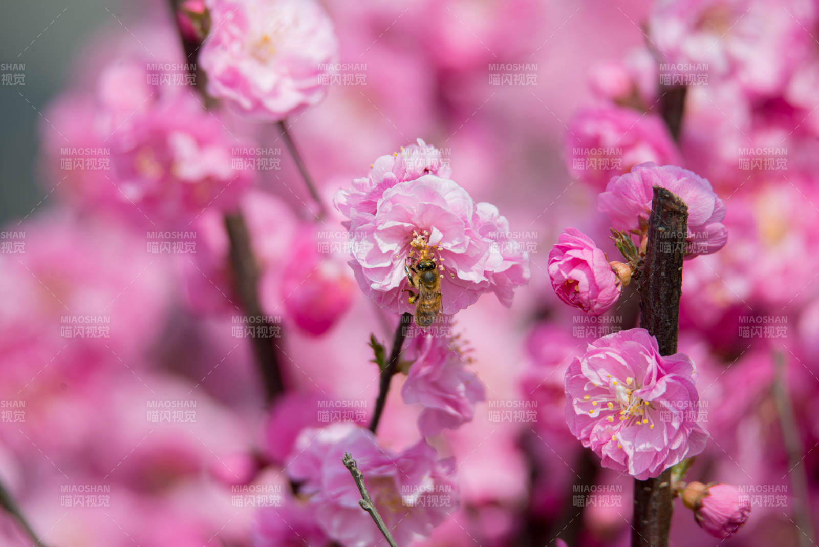 粉花蜂舞春意浓图片