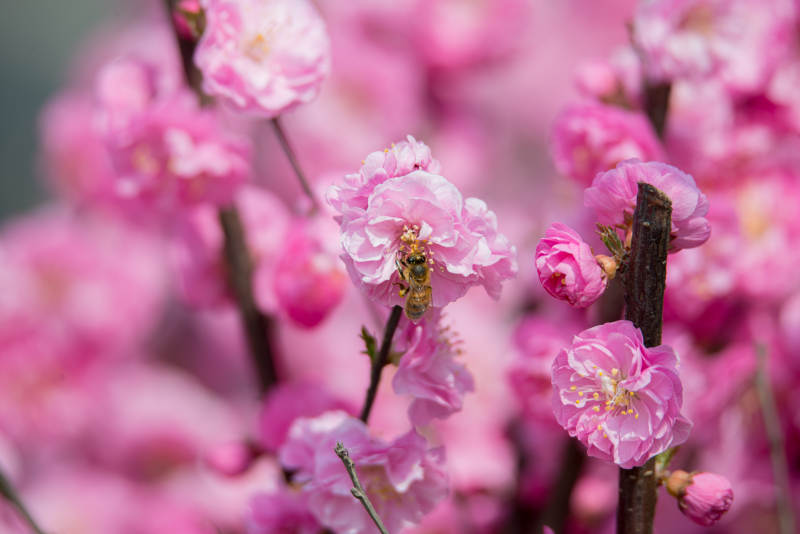 粉花蜂舞春意浓图片