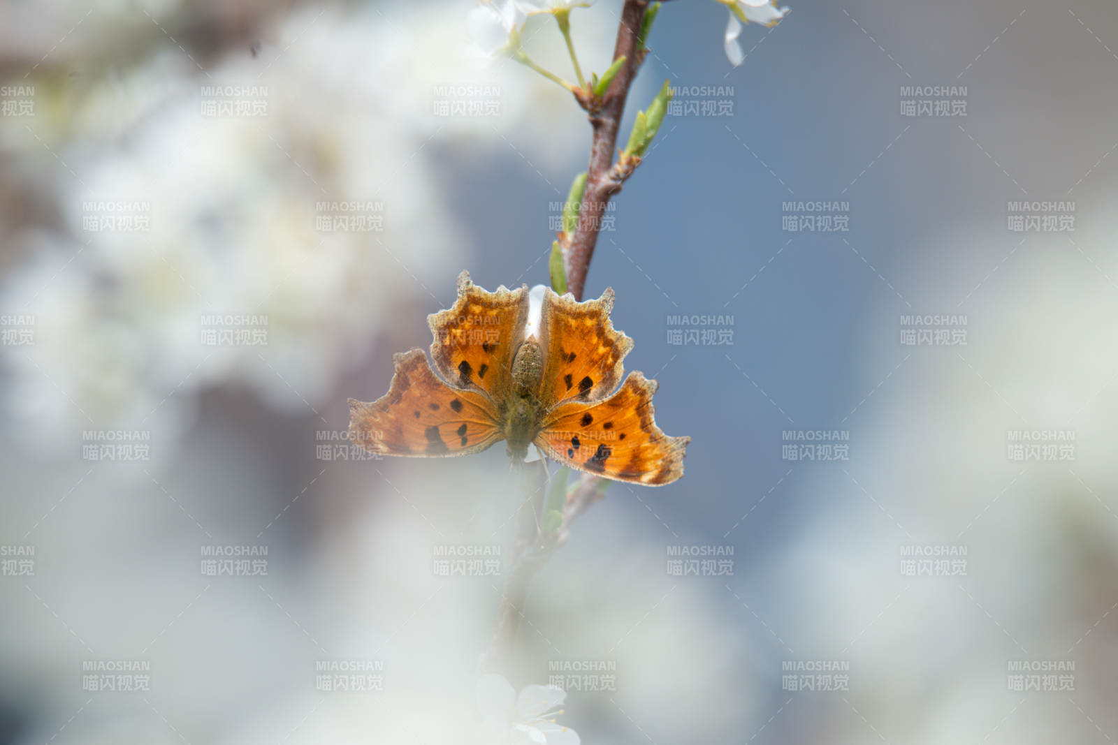 橙蝶栖花枝图片