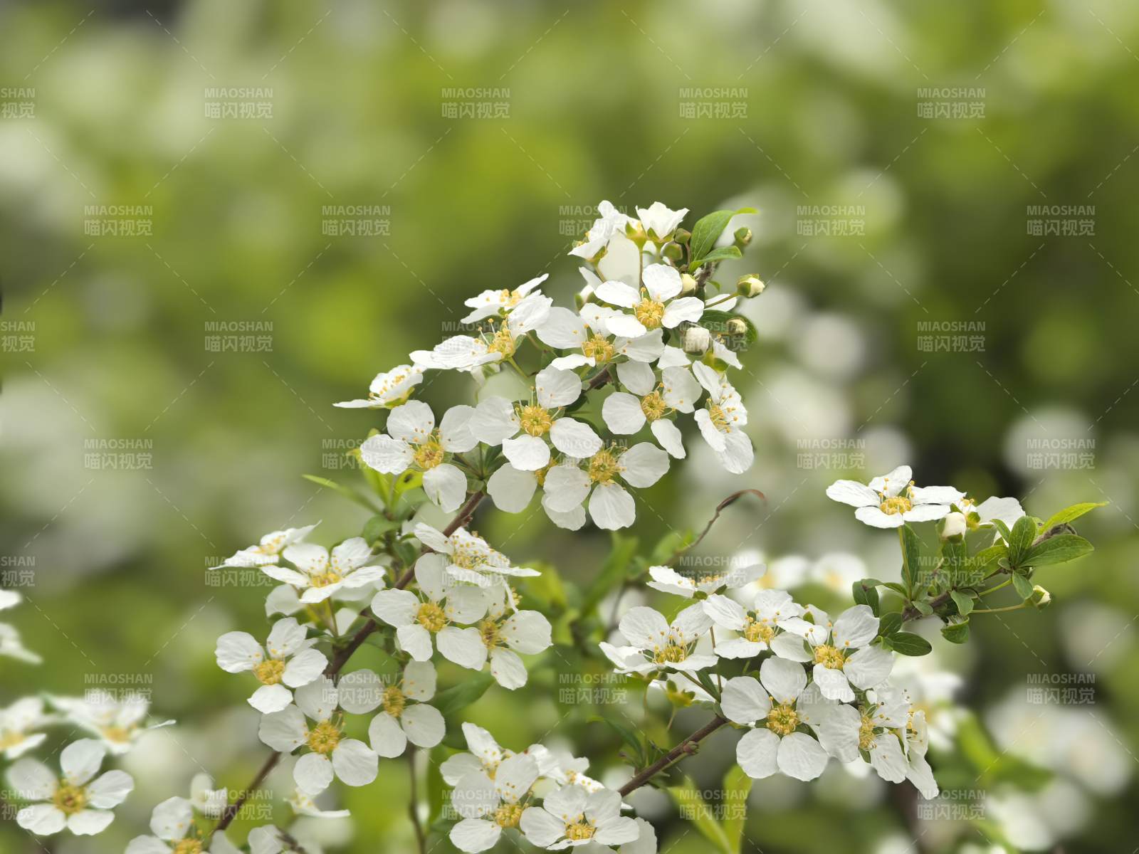 洁白小花绽放枝头图片