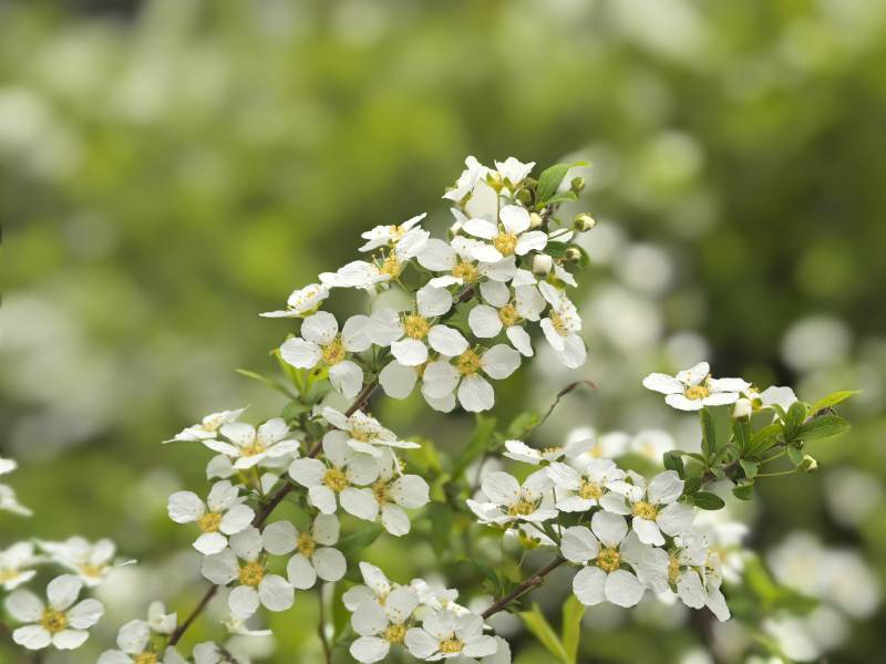 洁白小花绽放枝头图片