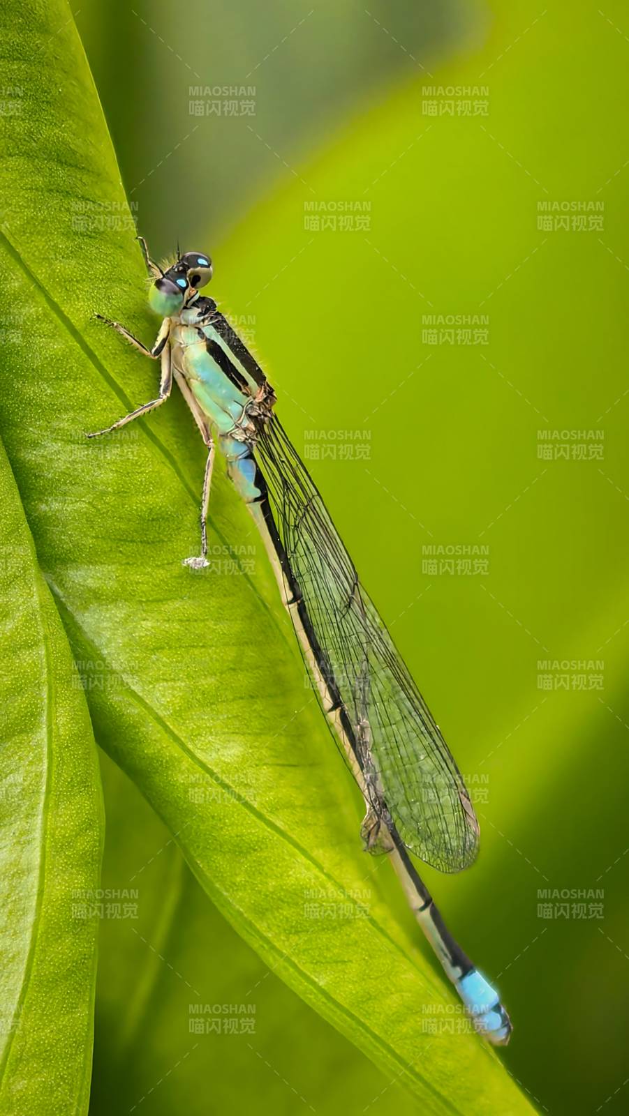 蓝蜻蜓栖叶图片