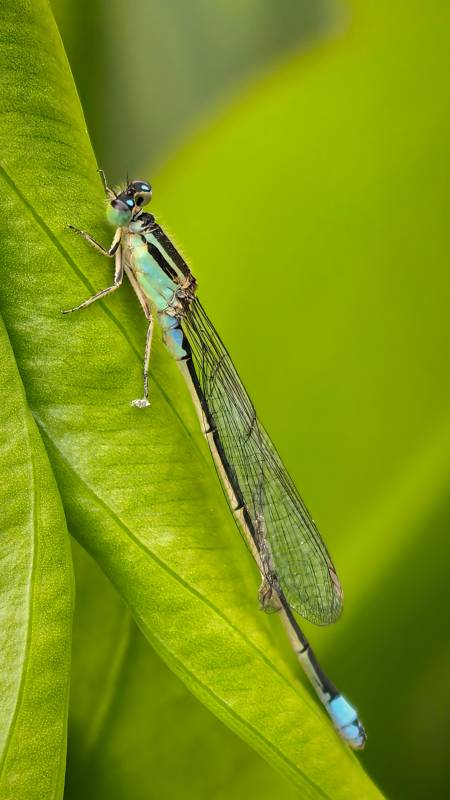 蓝蜻蜓栖叶图片