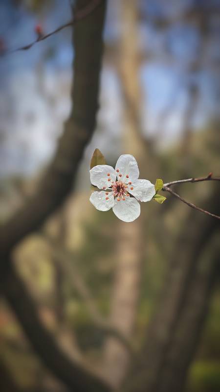 春日花枝绽放图片