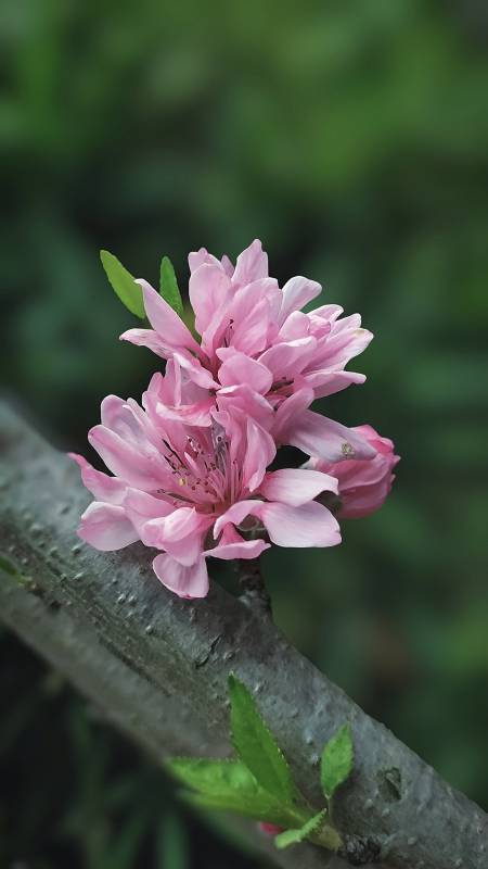 粉花绽放枝头图片