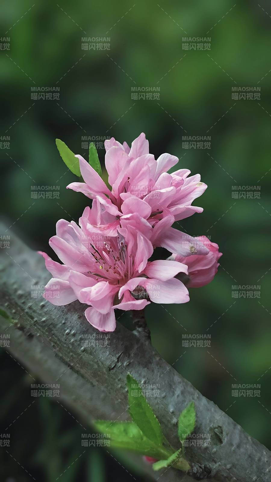 粉花绽放枝头图片