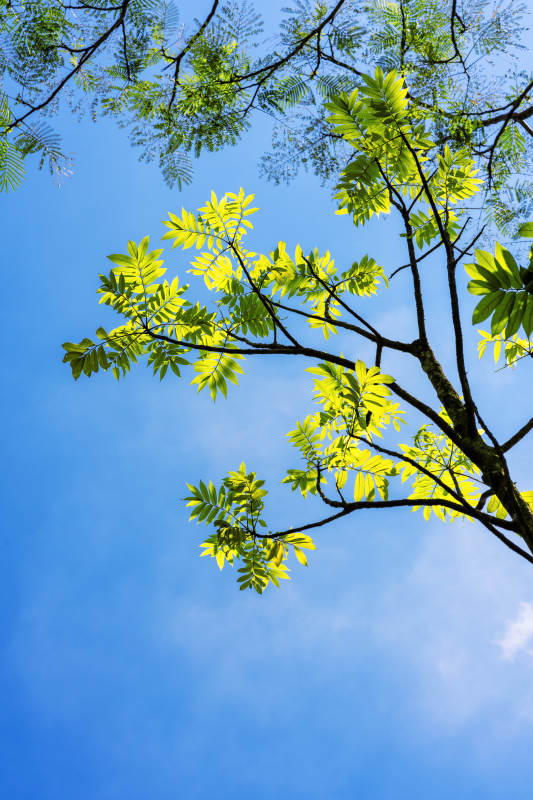 绿叶映蓝天图片