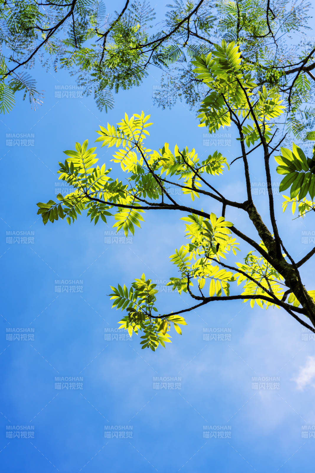 绿叶映蓝天图片