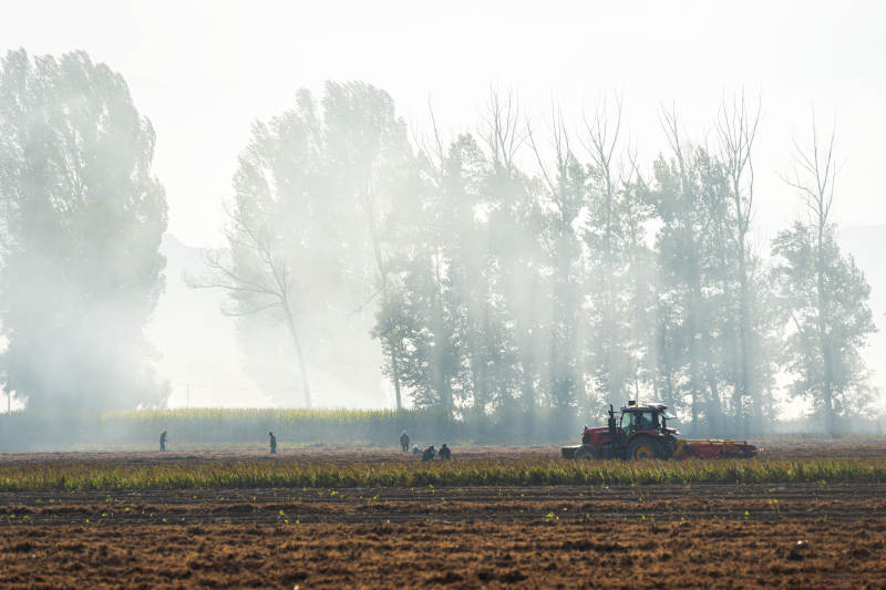 秋收田野晨雾中图片