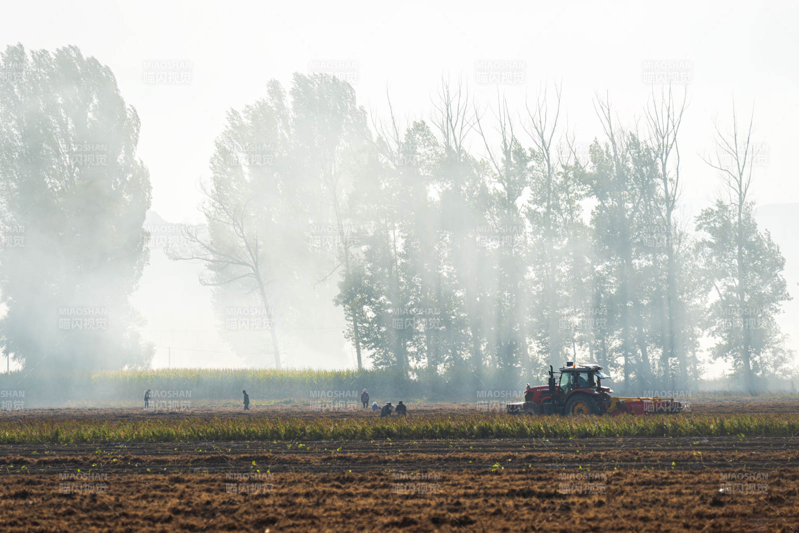 秋收田野晨雾中图片