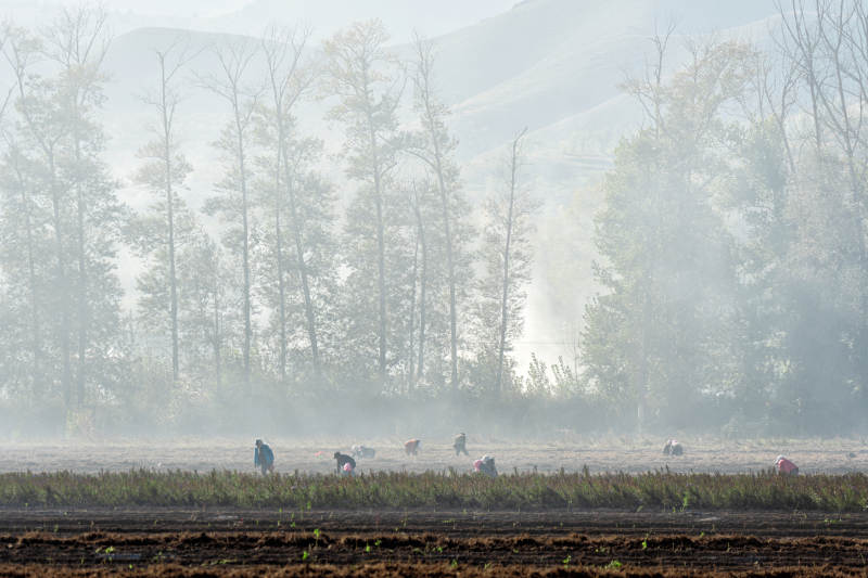 晨雾中的田野劳作图片