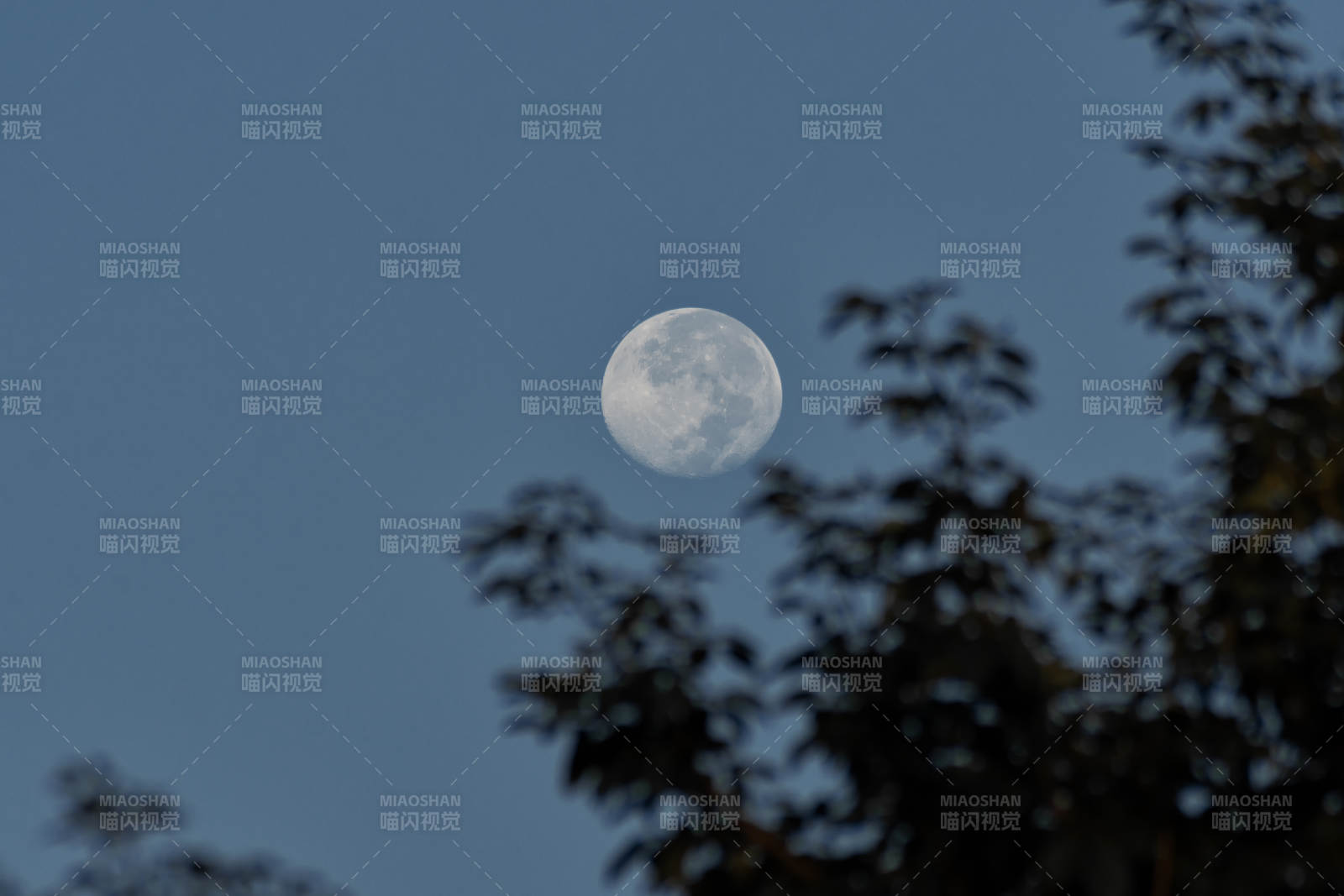 月挂树梢夜色静图片