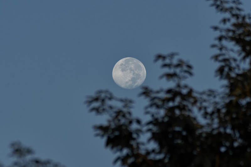 月挂树梢夜色静图片