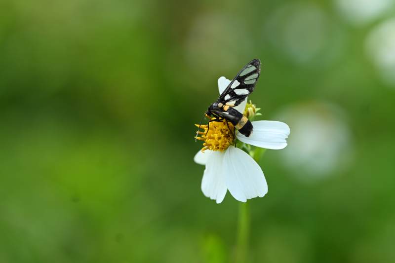 花上飞舞的斑蛾图片