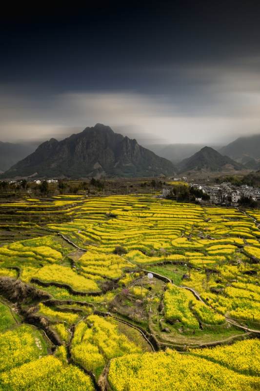 油菜花海映山峦图片